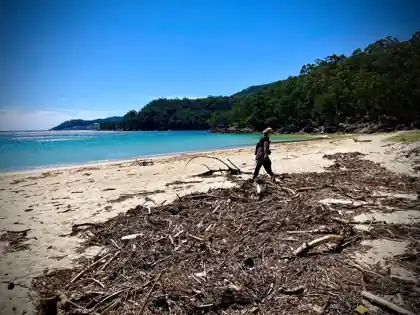 Recollida de madeira de deriva nunha praia